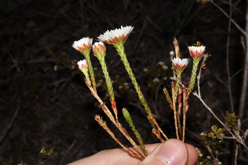 Image of Actinodium cunninghamii by (c) Thomas Mesaglio, some rights reserved (CC BY)