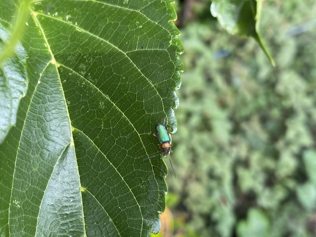 Apophylia elongata