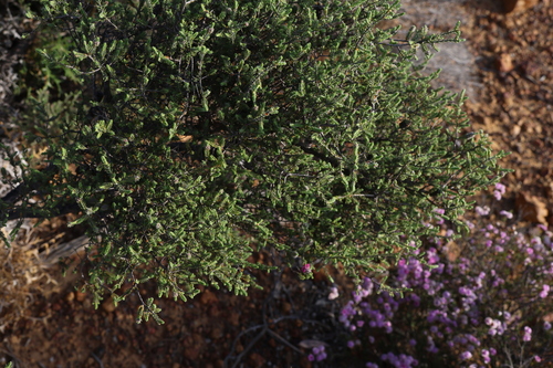 Image of Melaleuca micrantha by (c) Greg Tasney, some rights reserved (CC BY-SA)
