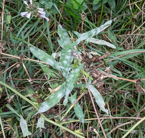 Bindweed Powdery Mildew