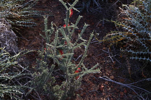 Image of Melaleuca cinerea by (c) Greg Tasney, some rights reserved (CC BY-SA)