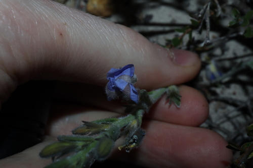 Image of Goodenia incana by (c) Thomas Mesaglio, some rights reserved (CC BY)