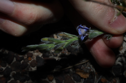Image of Goodenia incana by (c) Thomas Mesaglio, some rights reserved (CC BY)