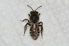 Andrena rubi