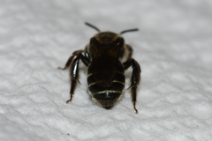 Andrena rubi
