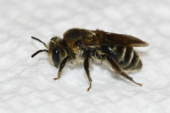 Andrena rubi