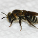 Andrena rubi - Photo (c) Royal Tyler, some rights reserved (CC BY-NC-SA), uploaded by Royal Tyler