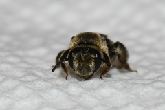 Andrena rubi