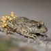 Common Midwife Toad - Photo (c) Nicolas HELITAS, some rights reserved (CC BY-NC), uploaded by Nicolas HELITAS