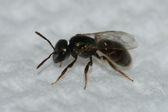 Lasioglossum imitatum