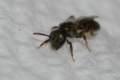 Lasioglossum imitatum