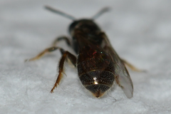 Lasioglossum imitatum