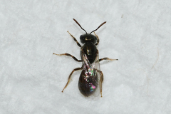 Lasioglossum imitatum