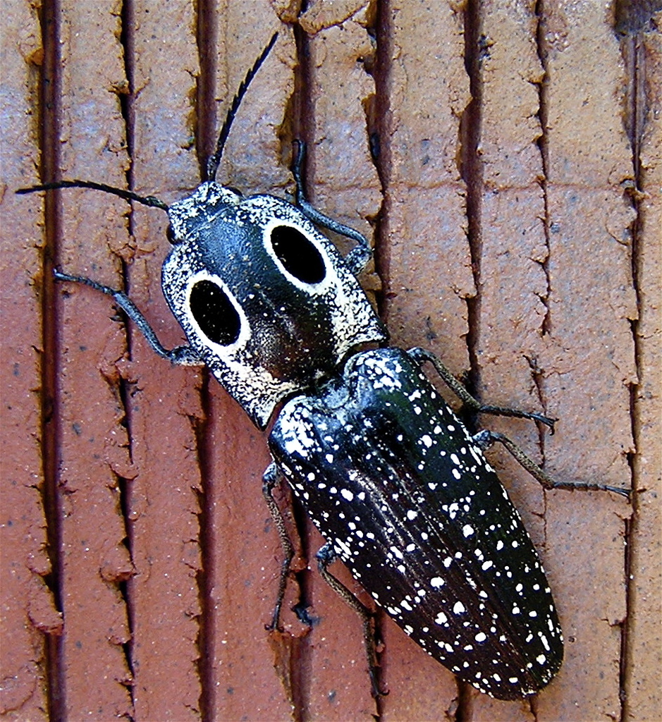 Eastern Eyed Click Beetle (Insects of Ohio) · iNaturalist