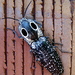 Eyed Click Beetles - Photo (c) Eric, some rights reserved (CC BY-NC-SA)