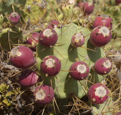 Opuntia stricta