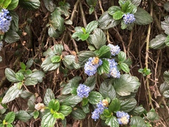Apis mellifera