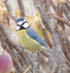Cyanistes teneriffae