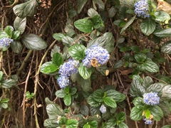 Apis mellifera