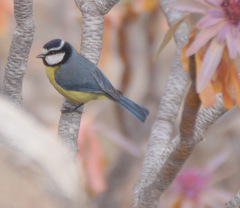 Cyanistes teneriffae teneriffae