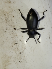 Coelocnemis dilaticollis