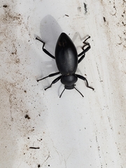 Coelocnemis dilaticollis