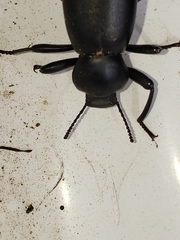 Coelocnemis dilaticollis