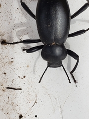 Coelocnemis dilaticollis