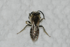 Andrena rubi