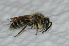 Andrena rubi