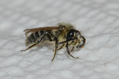 Andrena rubi