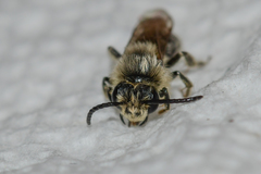 Andrena rubi
