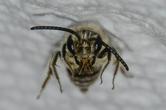 Andrena rubi