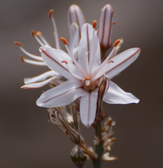 Asphodelus