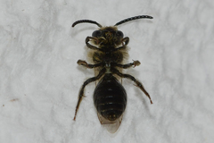 Andrena rubi
