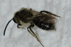 Andrena rubi
