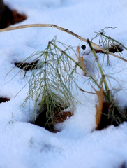 Equisetum pratense image