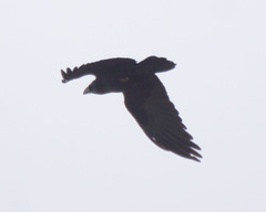 Corvus corax