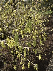 Corylopsis