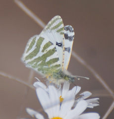 Euchloe eversi