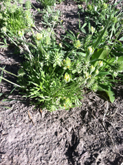 Ceratocephala testiculata