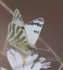 Euchloe eversi