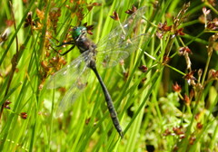 Somatochlora elongata