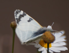 Euchloe eversi