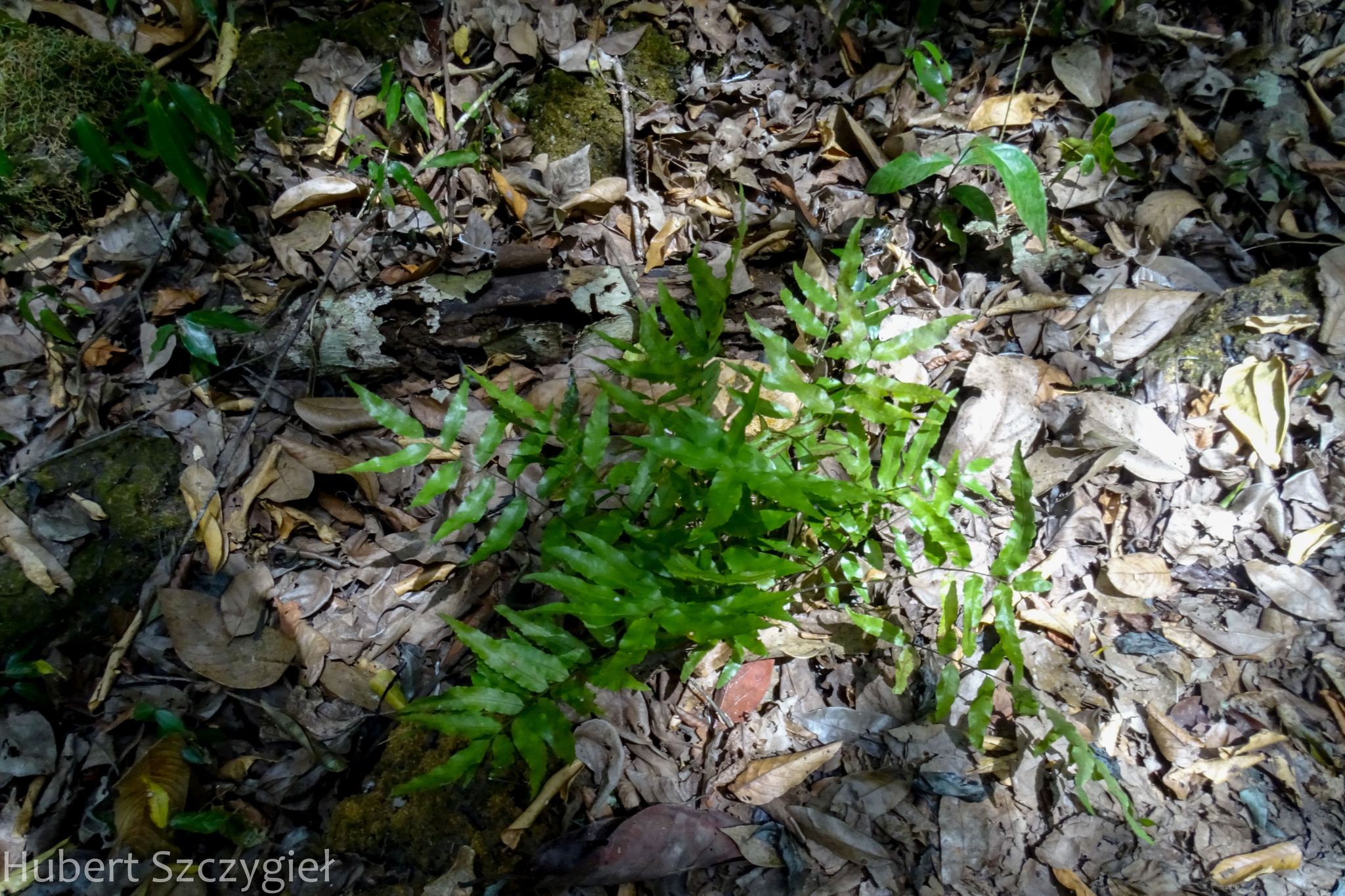 Bolbitis crispatula — ảnh 2