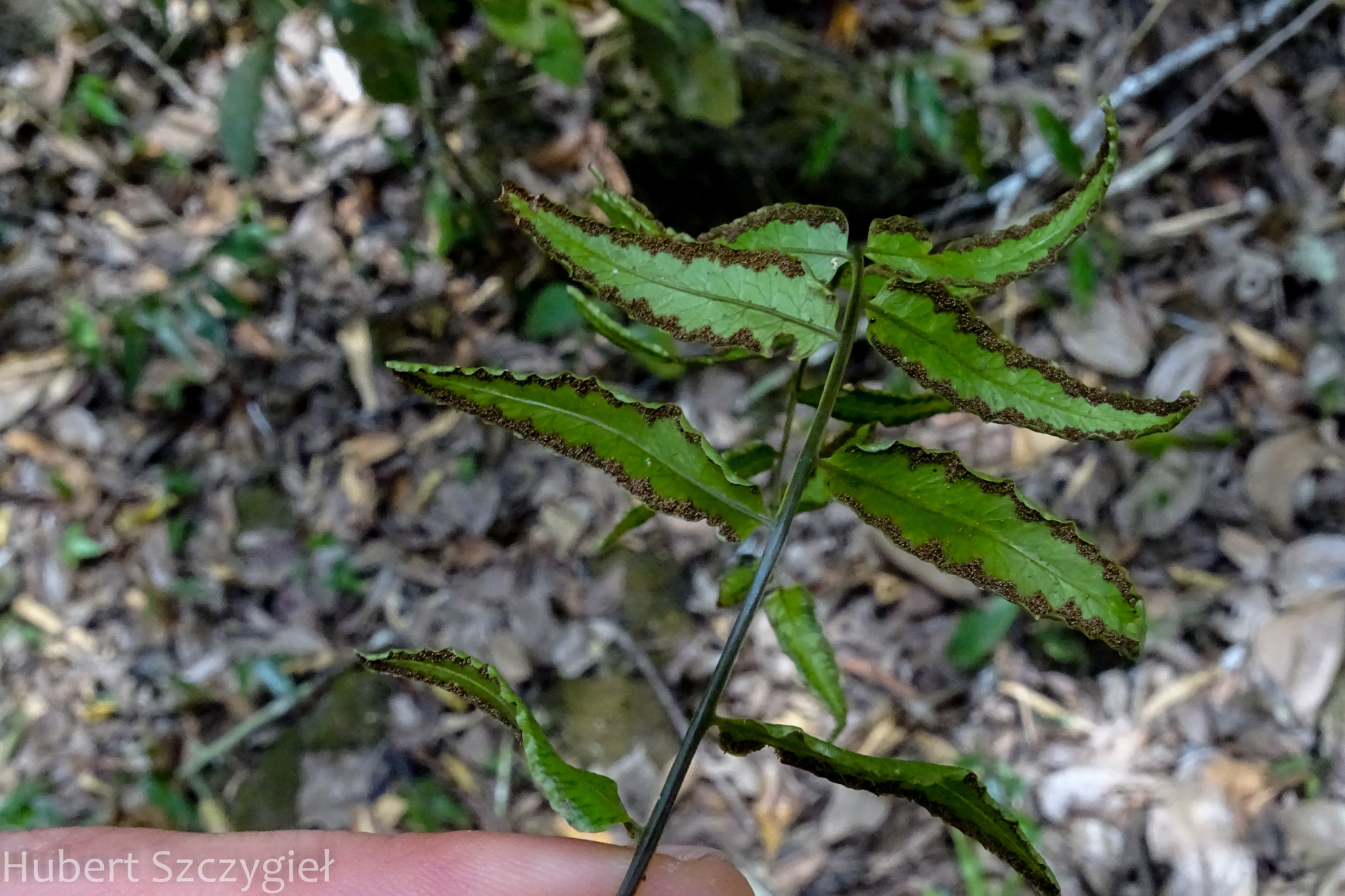 Bolbitis crispatula (Bolbitis crispatula)