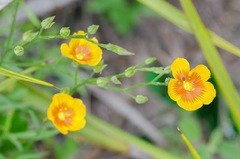Linum rigidum