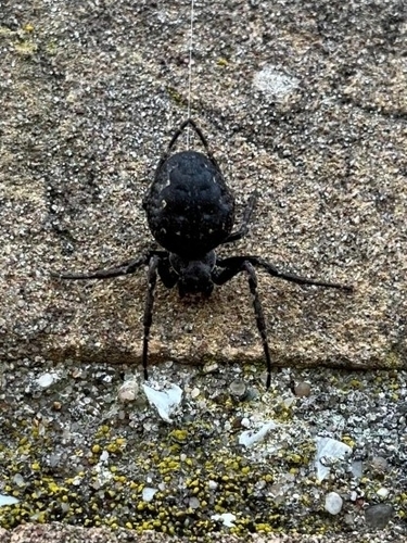 Walnut Orbweaver, 1025 AR Amsterdam, Nederland, photo 7 of 10