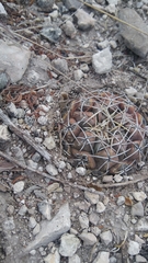 Thelocactus hexaedrophorus hexaedrophorus