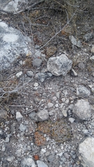 Thelocactus hexaedrophorus hexaedrophorus